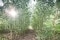 Das Bild zeigt einen Wald in Allendorf (Eder).