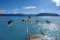 The image shows sledge dogs in meltwater.