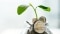 The image shows a glass full of coins with a plant on top.