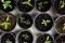 The image shows small plants.