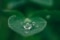 The image shows a water drop on a green leaf