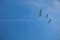 Das Bild zeigt einen Himmel mit Vögeln
