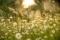 The image shows a meadow.